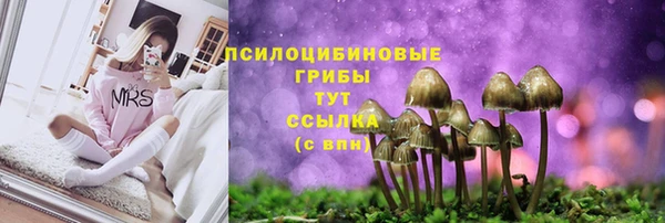 шишки Осинники